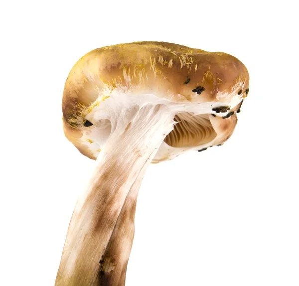 Pilze isoliert auf weißem Hintergrund Nahaufnahme — Stockfoto