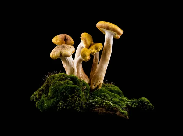 Funghi in muschio su uno sfondo nero primo piano — Foto Stock