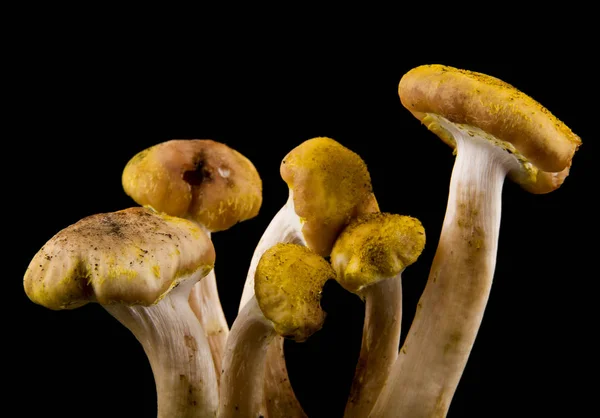 Funghi su sfondo nero primo piano — Foto Stock