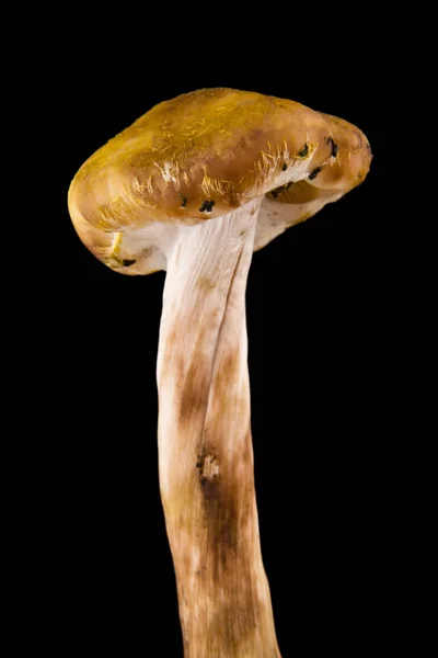 Cogumelos em um fundo preto closeup — Fotografia de Stock