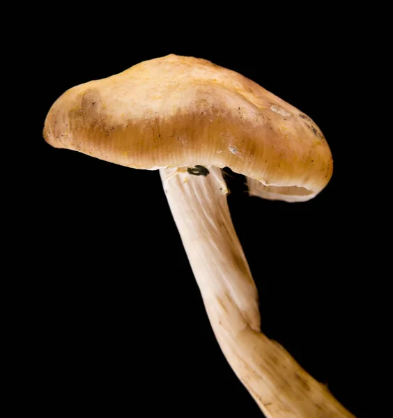 Pilze auf schwarzem Hintergrund in Nahaufnahme — Stockfoto