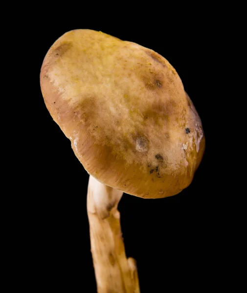 Pilze auf schwarzem Hintergrund in Nahaufnahme — Stockfoto
