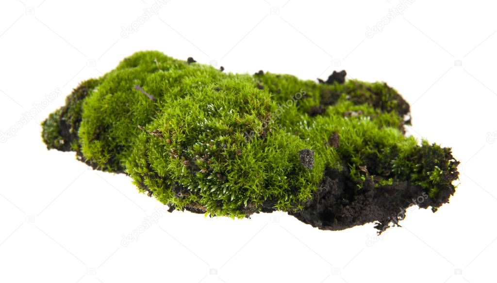 moss isolated on white background closeup