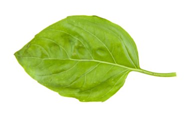 Beyaz arka plan closeup izole fesleğen