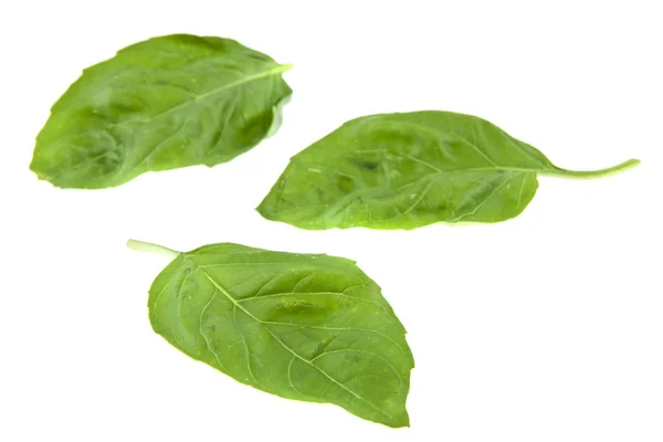 Basil isolated on white background closeup — Stock Photo, Image