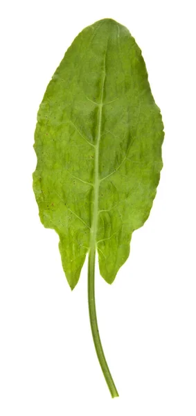Szczaw liście na białym tle na białe tło zbliżenie — Zdjęcie stockowe