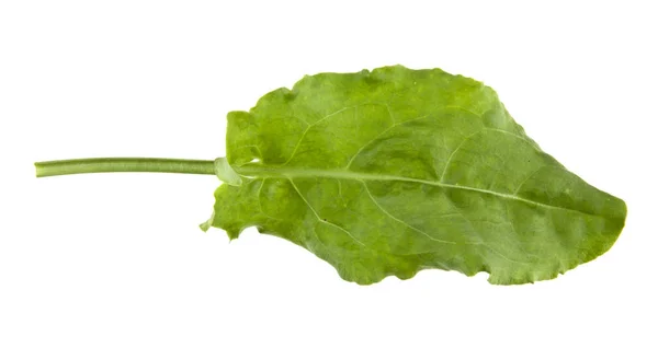 Sorrel leaves isolated on white background closeup — Stock Photo, Image