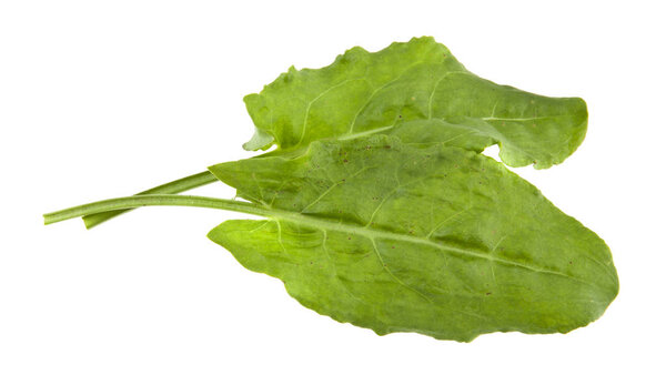 sorrel leaves isolated on white background closeup