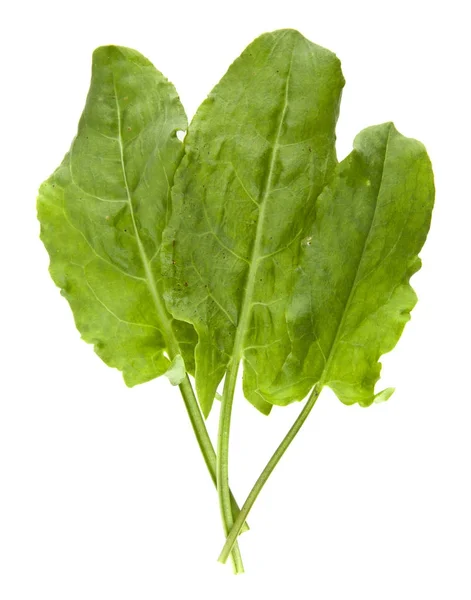 Sorrel leaves isolated on white background closeup — Stock Photo, Image