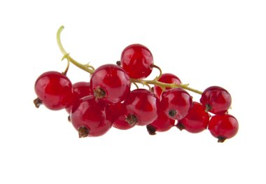 Beyaz arka plan closeup izole kırmızı kuş üzümü