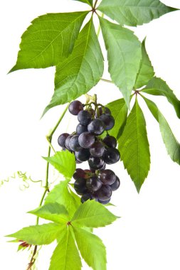 Beyaz arka plan closeup izole üzüm