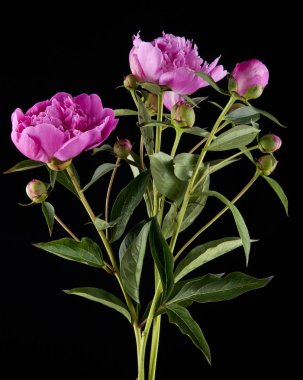 bir siyah arka plan portre üzerinde peonies buket