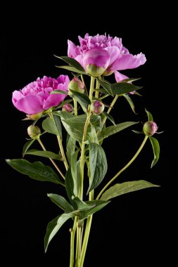 bir siyah arka plan portre üzerinde peonies buket