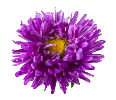 Beyaz arka plan closeup izole aster çiçekler