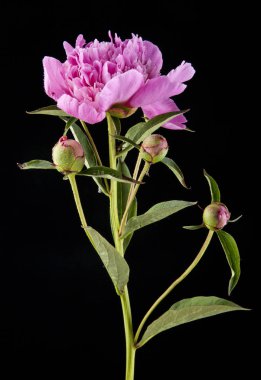 bir siyah arka plan portre üzerinde peonies buket