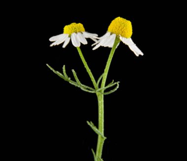 ромашки, ізольовані на чорному фоні