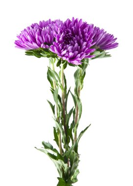 Beyaz arka plan closeup izole aster çiçekler