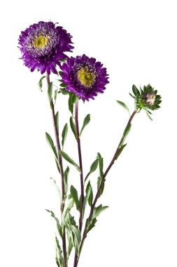 Beyaz arka plan closeup izole aster çiçekler