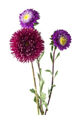 Beyaz arka plan closeup izole aster çiçekler