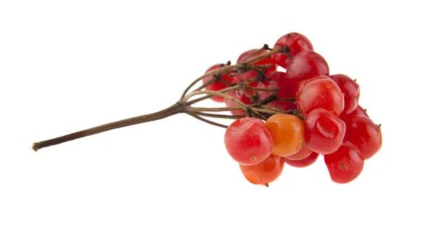 Red viburnum isolated on white background closeup — Stock Photo, Image