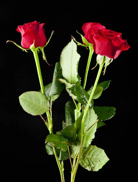 Ramo de rosas rojas sobre un fondo negro primer plano —  Fotos de Stock