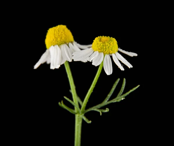 Camomille isolée sur fond noir — Photo