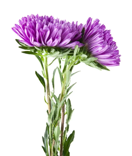 Beyaz arka plan closeup izole aster çiçekler — Stok fotoğraf