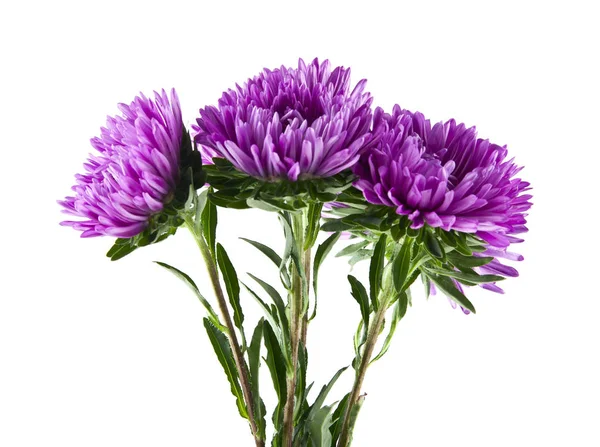 Aster blommor isolerad på vit bakgrund närbild — Stockfoto