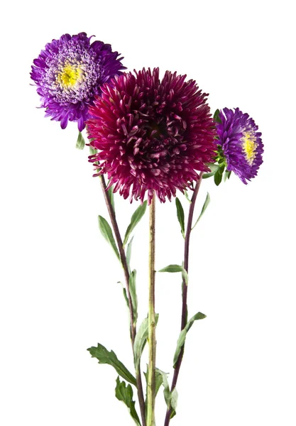 Aster blommor isolerad på vit bakgrund närbild — Stockfoto