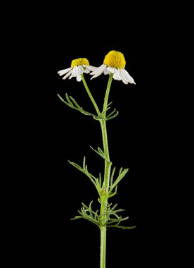 ромашки, ізольовані на чорному фоні