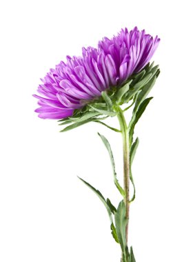 Beyaz arka plan closeup izole aster çiçekler