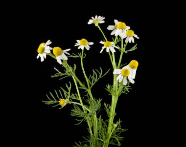 ромашки, ізольовані на чорному фоні
