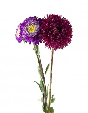 Beyaz arka plan closeup izole aster çiçekler