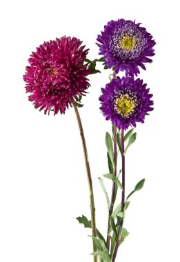 Beyaz arka plan closeup izole aster çiçekler