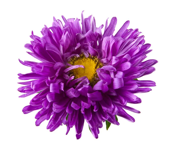 Beyaz arka plan closeup izole aster çiçekler