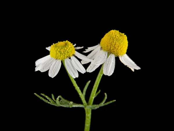 Chamomile diisolasi di latar belakang hitam — Stok Foto