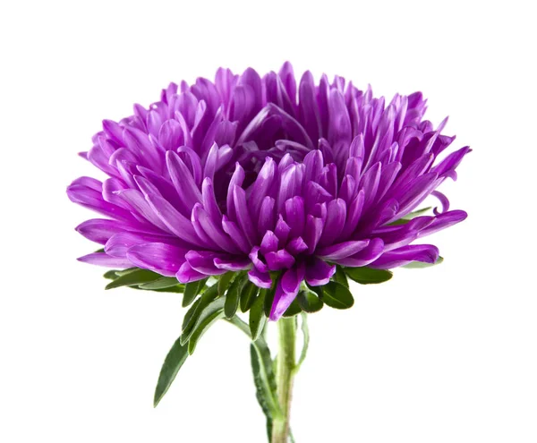 Aster blommor isolerad på vit bakgrund närbild — Stockfoto