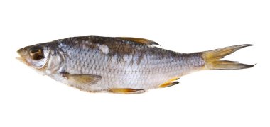 Beyaz arka planda izole edilmiş kurutulmuş balık