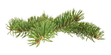 Noel ağacının beyaz arka planda izole edilmiş dalı