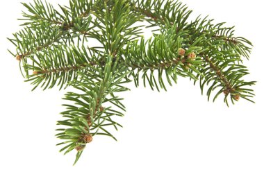 Noel ağacının beyaz arka planda izole edilmiş dalı