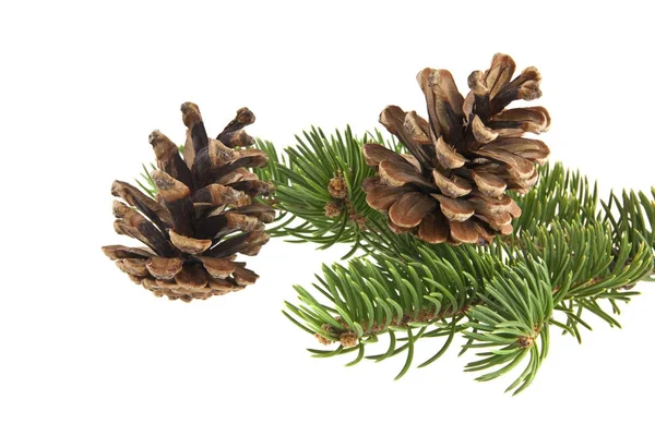 Ramo de árvore de Natal e cones isolados no fundo branco — Fotografia de Stock
