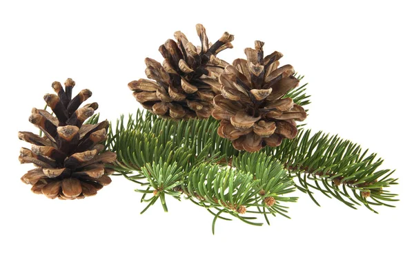 Branch of Christmas tree and cones isolated on white background — Stock Photo, Image