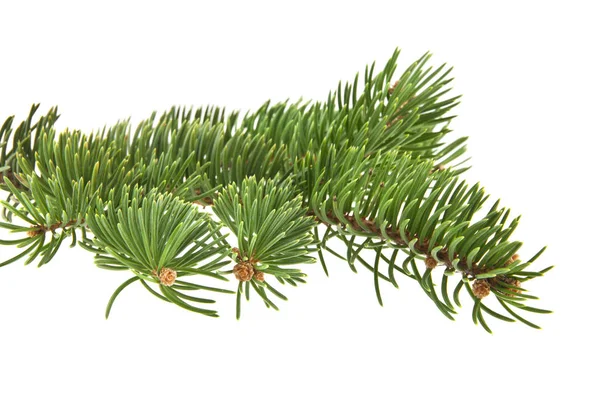 Noel ağacının beyaz arka planda izole edilmiş dalı