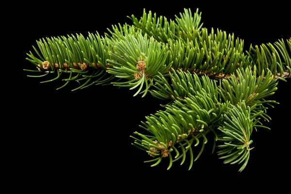 siyah arka plan yakın ağaç dalı