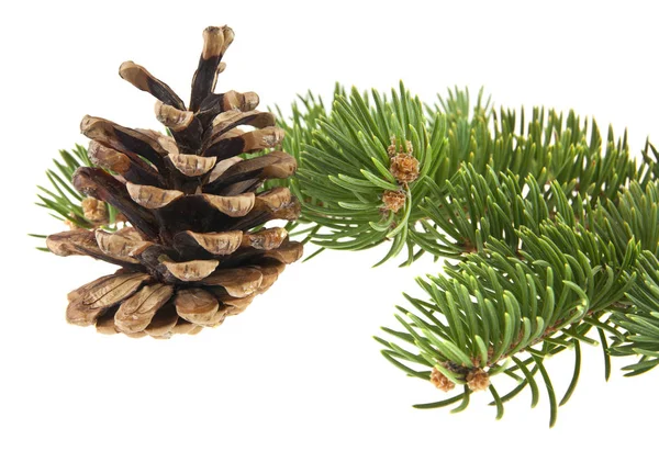 Tak van de kerstboom en kegels geïsoleerd op witte achtergrond Stockfoto