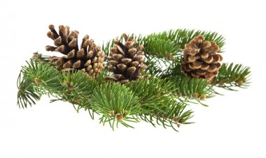 Beyaz arka planda izole edilmiş konileri olan Noel ağacının dalı