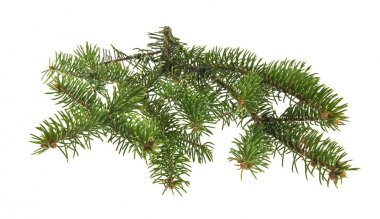 Beyaz arka plan yakın çekim izole Noel ağacının dalını