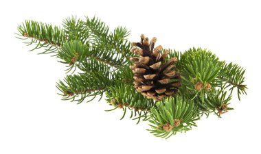 Beyaz arka planda izole edilmiş konileri olan Noel ağacının dalı