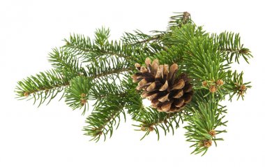 Beyaz arka planda izole edilmiş konileri olan Noel ağacının dalı