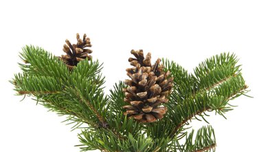 Beyaz arka planda izole edilmiş konileri olan Noel ağacının dalı